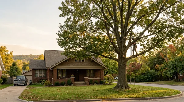 Team Springfield Tree Service in Springfield